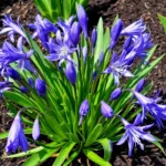 ein erfahrener gärtner erklärt, warum dein agapanthus im märz kräftige blütenstängel bildet und wie du ihn optimal pflegst, damit er prachtvoll blüht.