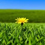 entdecken sie, wie eine gelbe blüte ihren rasen in eine perfekte grüne oase verwandeln kann. tipps und inspiration für einen makellosen garten.