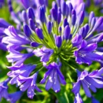 entdecken sie diesen einfachen märz-trick, mit dem ihre agapanthus-pflanzen riesig und prachtvoll blühen werden. lassen sie ihren garten in voller blüte erstrahlen!