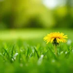 entdecke, warum dein rasen oft zu früh gemäht wird und wie dir diese gelbe blüte hilft, den idealen zeitpunkt für das mähen zu erkennen.