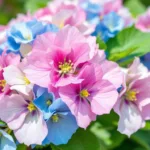 erfahre, wie du deine hortensien im frühling mit wenig aufwand pflegst, damit sie jahrelang prächtig blühen und deinen garten verschönern.