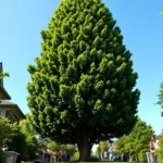 entdecken sie, warum dieser turbo-baum jährlich mehrere meter wächst und dabei neugierige nachbarn geschickt verbirgt. erfahren sie mehr über seine erstaunlichen wachstumsgeheimnisse!